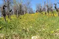 Nieruchomości inwestycyjne 1 000 m² Greve in Chianti, Włochy