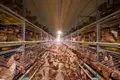 Lay chicken farm business for sale It has an egg production volume of 105,600 eggs/day.