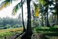 Земельные участки  Tabanan, Индонезия