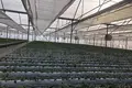 FOR SALE OR OPEN TO ANY TYPE OF INVESTMENT – FULLY OPERATIONAL GREENHOUSE FARM IN MARNEULI MUNICIPALITY
