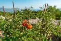 Villa 21 zimmer 435 m² Lapcici, Montenegro