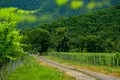 Now available for sale! A new wine factory complex in Kakheti, Telavi Municipality, in the village of Napareuli
