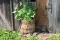 Haus 62 m² Ilyanskiy selskiy Sovet, Belarus