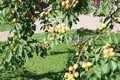 Maison 550 m² Veliky Vrag, Russie