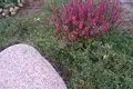 Land  Zodzinski sielski Saviet, Belarus