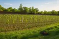 Unique family wine house with cellar, hotel rooms, vineyard and own wine brand. 