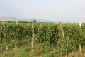 🍇 For Sale – Operating Winery and Vineyard