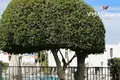 1 bedroom apartment 45 m² in Adeje, Spain