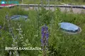 Grundstück  Dedeliskes, Litauen