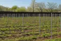 Unique family wine house with cellar, hotel rooms, vineyard and own wine brand. 