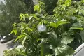 Apartamento 1 habitación 42 m² Guryevsk, Rusia