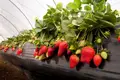 FOR SALE OR OPEN TO ANY TYPE OF INVESTMENT – FULLY OPERATIONAL GREENHOUSE FARM IN MARNEULI MUNICIPALITY