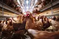 Lay chicken farm business for sale It has an egg production volume of 105,600 eggs/day.