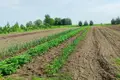 Grundstück  Siarazski sielski Saviet, Belarus