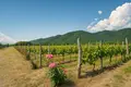 Fully equipped, brand-new wine factory with a full production cycle, located in Kvareli 