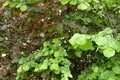 Działki  Anninskoe gorodskoe poselenie, Rosja