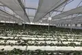 FOR SALE OR OPEN TO ANY TYPE OF INVESTMENT – FULLY OPERATIONAL GREENHOUSE FARM IN MARNEULI MUNICIPALITY
