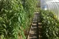 Дом 61 м² Грабовский сельский Совет, Беларусь