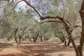 Land  Litsarda, Greece