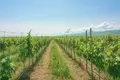 🍇 For Sale – Operating Winery and Vineyard