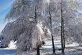 Grundstück  Zodzinski sielski Saviet, Belarus