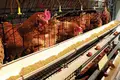 Lay chicken farm business for sale It has an egg production volume of 105,600 eggs/day.