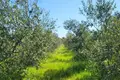 Chalet 35 000 m² Grad Rovinj, Croatia