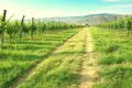 🍇 For Sale – Operating Winery and Vineyard