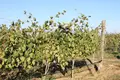 🍇 For Sale – Operating Winery and Vineyard