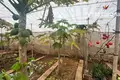 Mieszkanie 7 pokojów 95 m² Garachico, Hiszpania