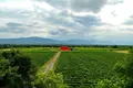 Now available for sale! A new wine factory complex in Kakheti, Telavi Municipality, in the village of Napareuli