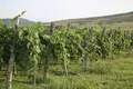 🍇 For Sale – Operating Winery and Vineyard