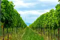 Now available for sale! A new wine factory complex in Kakheti, Telavi Municipality, in the village of Napareuli