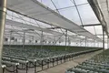 FOR SALE OR OPEN TO ANY TYPE OF INVESTMENT – FULLY OPERATIONAL GREENHOUSE FARM IN MARNEULI MUNICIPALITY