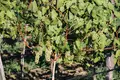 🍇 For Sale – Operating Winery and Vineyard