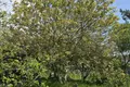 Дом 35 м² Луговослободской сельский Совет, Беларусь