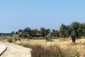 Land  Mazotos, Cyprus