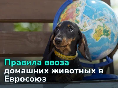 Правила ввоза домашних животных в Евросоюз