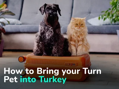 How to Bring your Turn Pet into Turkey: A Comprehensive Guide