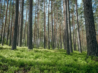 Wieś domków 